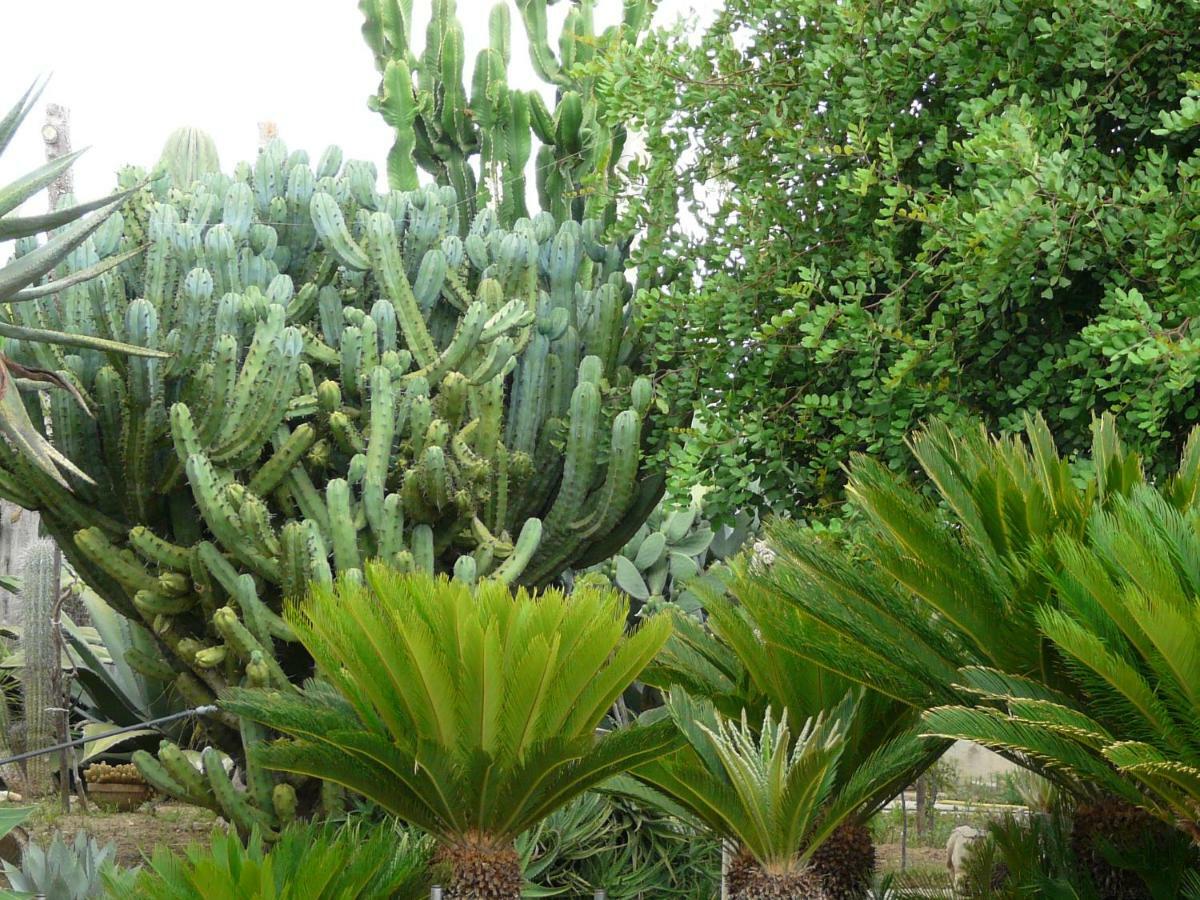 Villa Yucca Avola Dış mekan fotoğraf