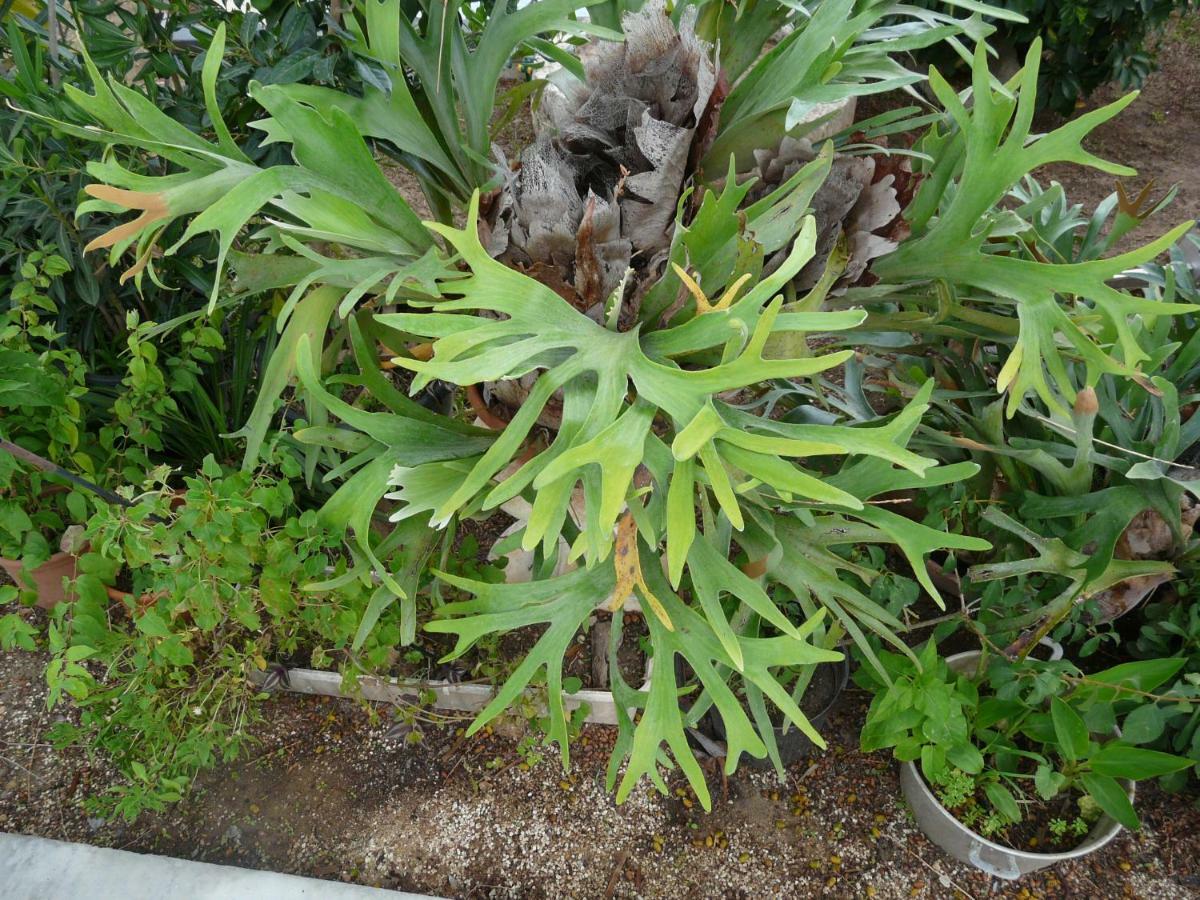Villa Yucca Avola Dış mekan fotoğraf