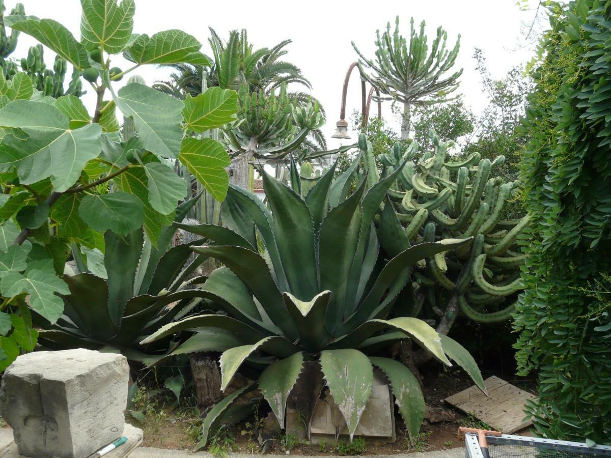 Villa Yucca Avola Dış mekan fotoğraf